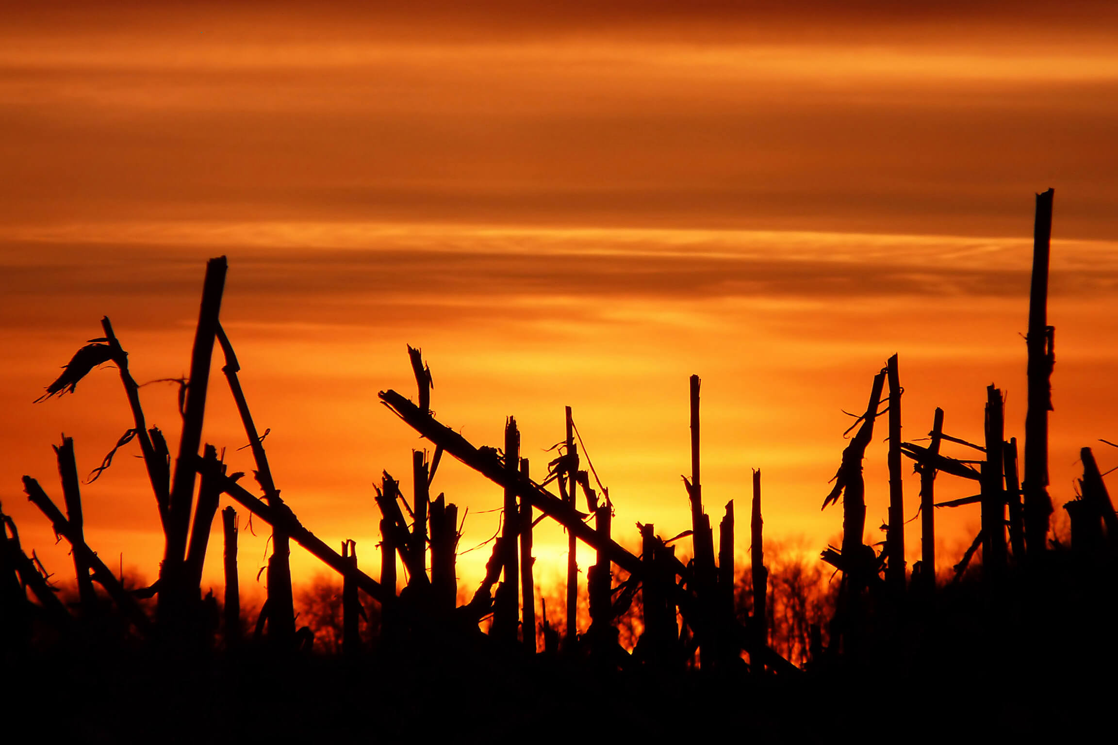 corn_field_sunset_by_ariseandrejoice-(2)-(2)-2